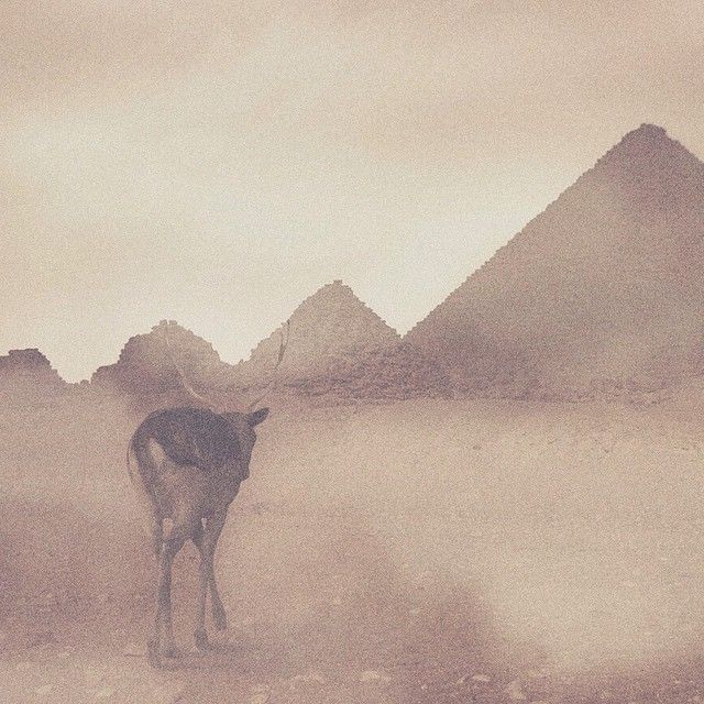 Oh my deer! 8