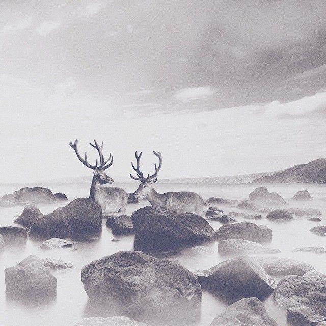 Oh my deer! 10