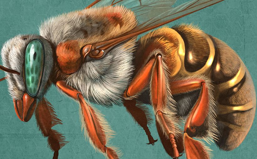 Meliponas Bees, Quo Mexico November 2014 2