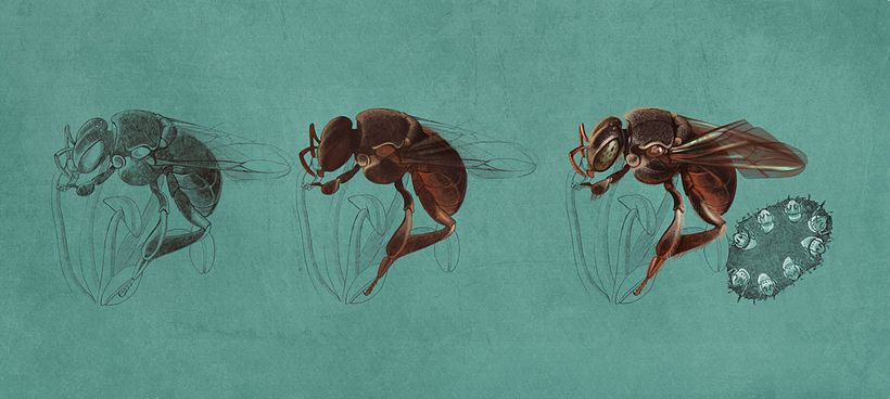 Meliponas Bees, Quo Mexico November 2014 10