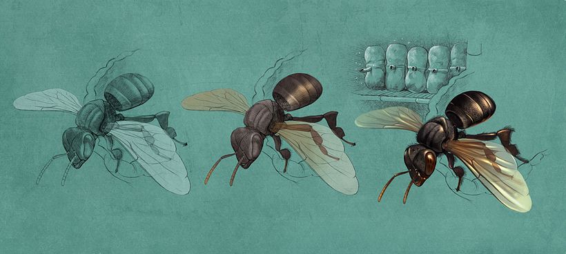 Meliponas Bees, Quo Mexico November 2014 4