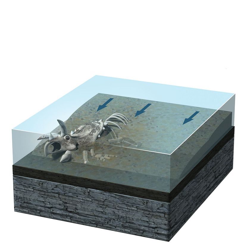 Dinosaurs of Coahuila, Mexico Unknown January 2015 9