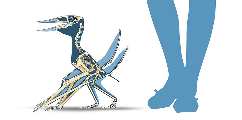 Dinosaurs of Coahuila, Mexico Unknown January 2015 16