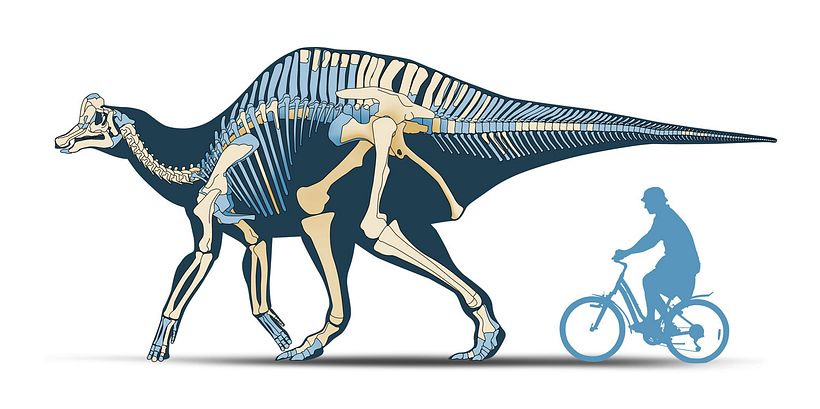Dinosaurs of Coahuila, Mexico Unknown January 2015 20
