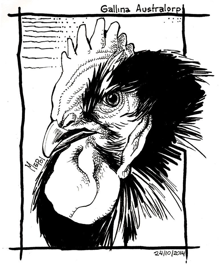 Roosters (Gallos) -1