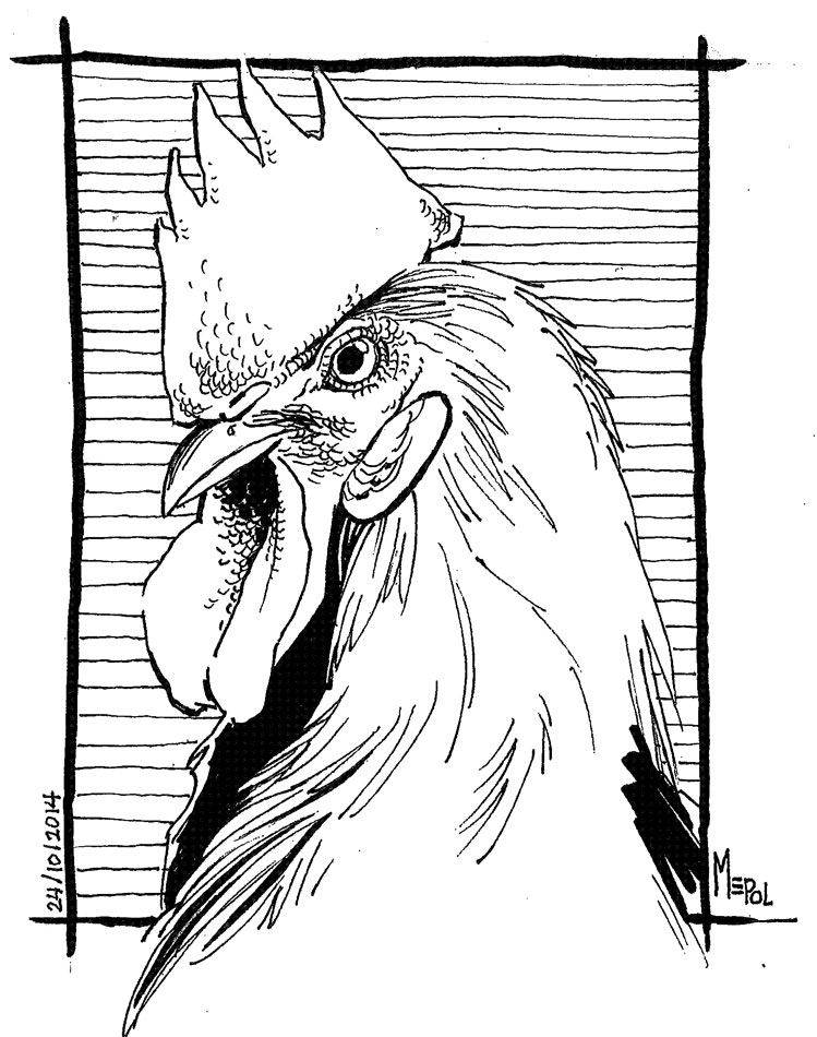 Roosters (Gallos) 0