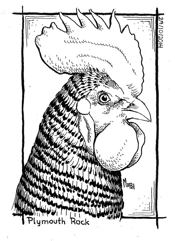 Roosters (Gallos) 1