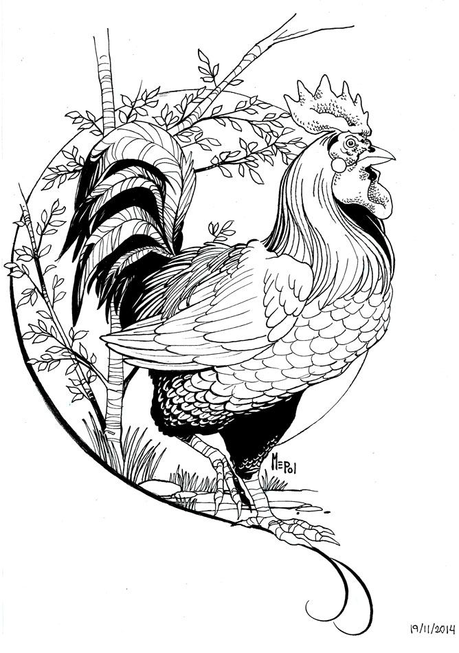 Roosters (Gallos) 2