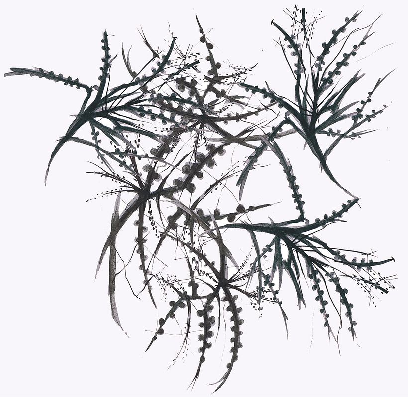 RAMAS/Pattern. 0