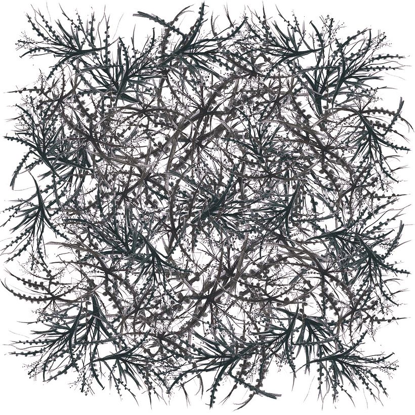 RAMAS/Pattern. 1