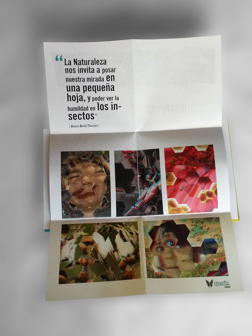 Insecta (Libro-Desplegable) 8