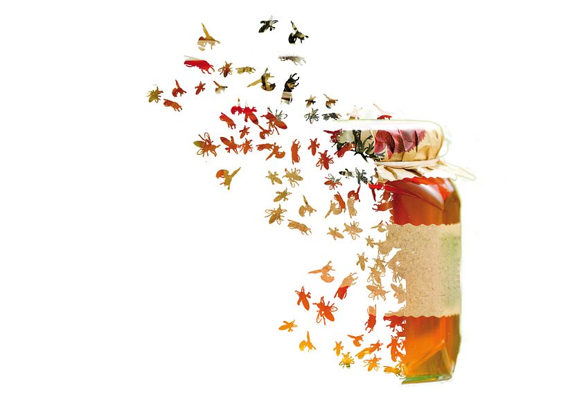 Insecta (Libro-Desplegable) 16