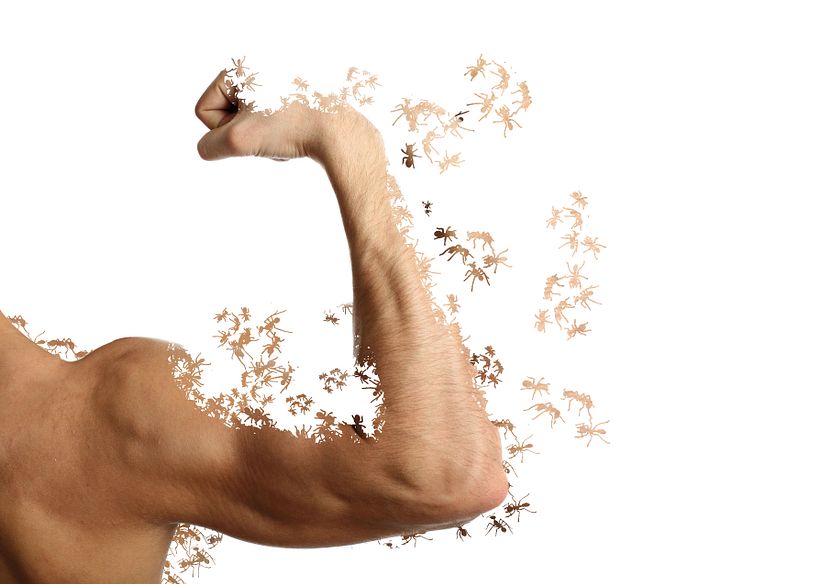 Insecta (Libro-Desplegable) 18