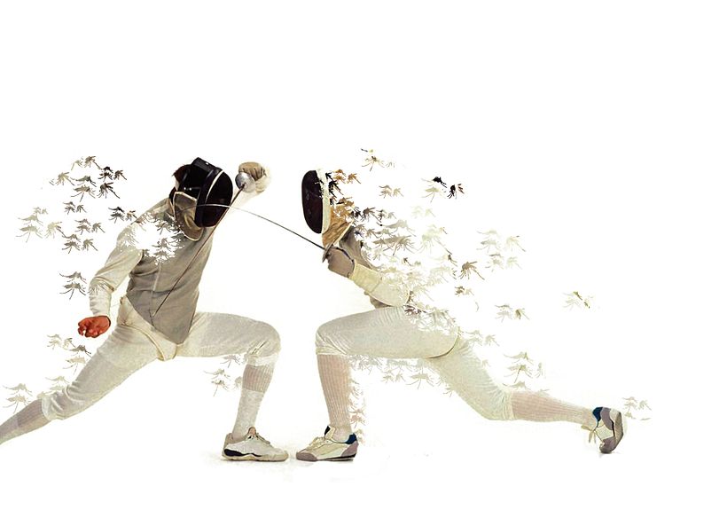 Insecta (Libro-Desplegable) 17