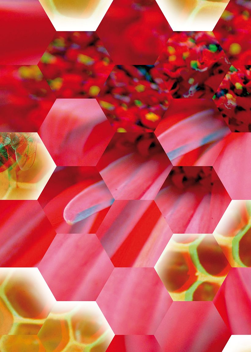 Insecta (Libro-Desplegable) 21