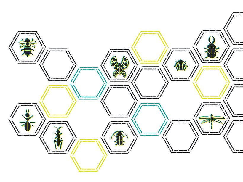 Insecta (Libro-Desplegable) 29