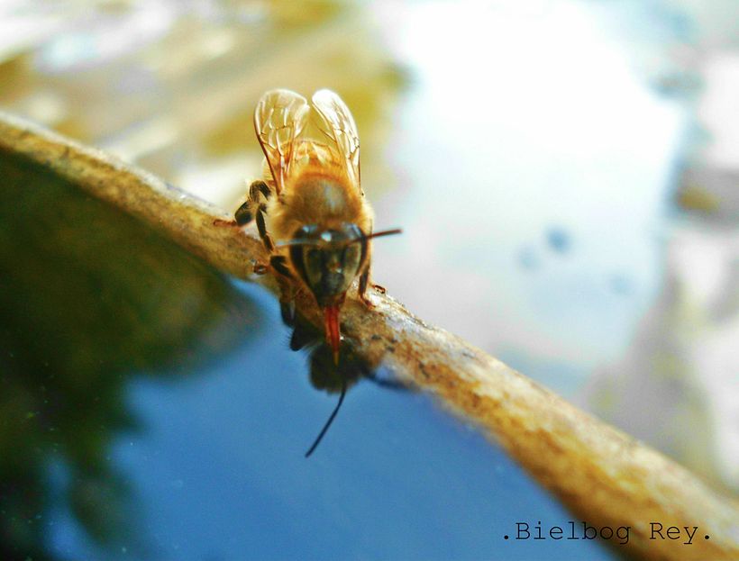 . Naturaleza. 1