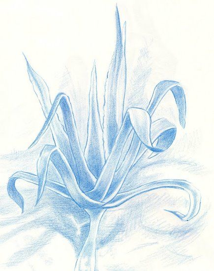 Ilustraciones con técnicas secas (carboncillos, pasteles y lápiz) 0