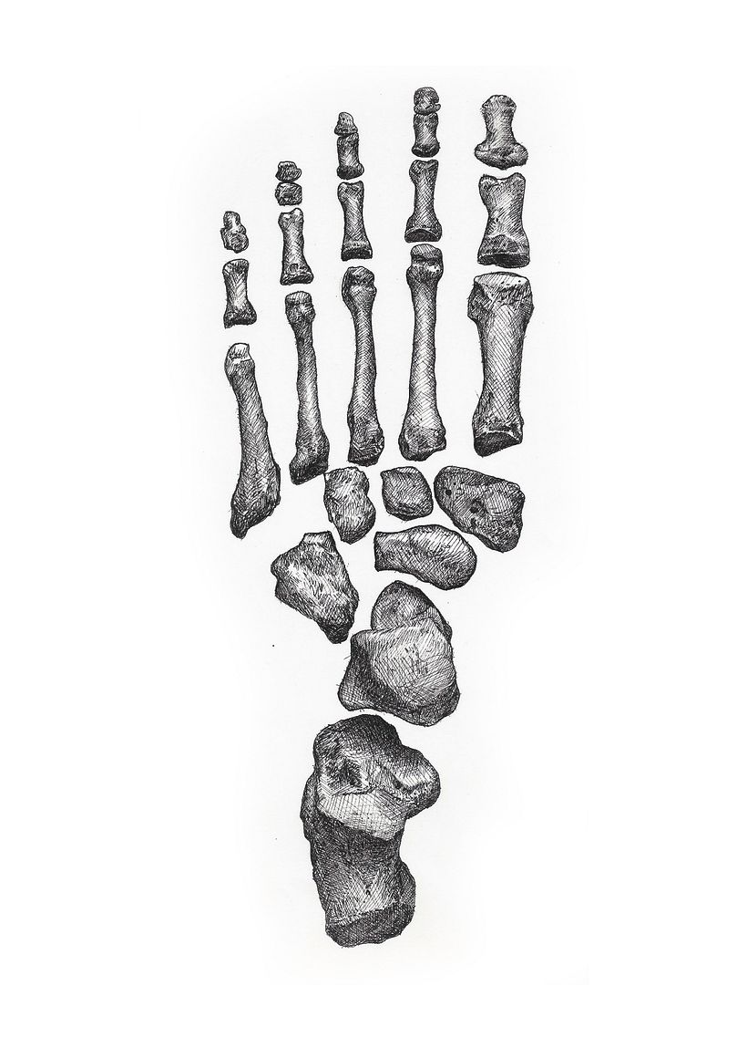 Ilustración científica 1 3