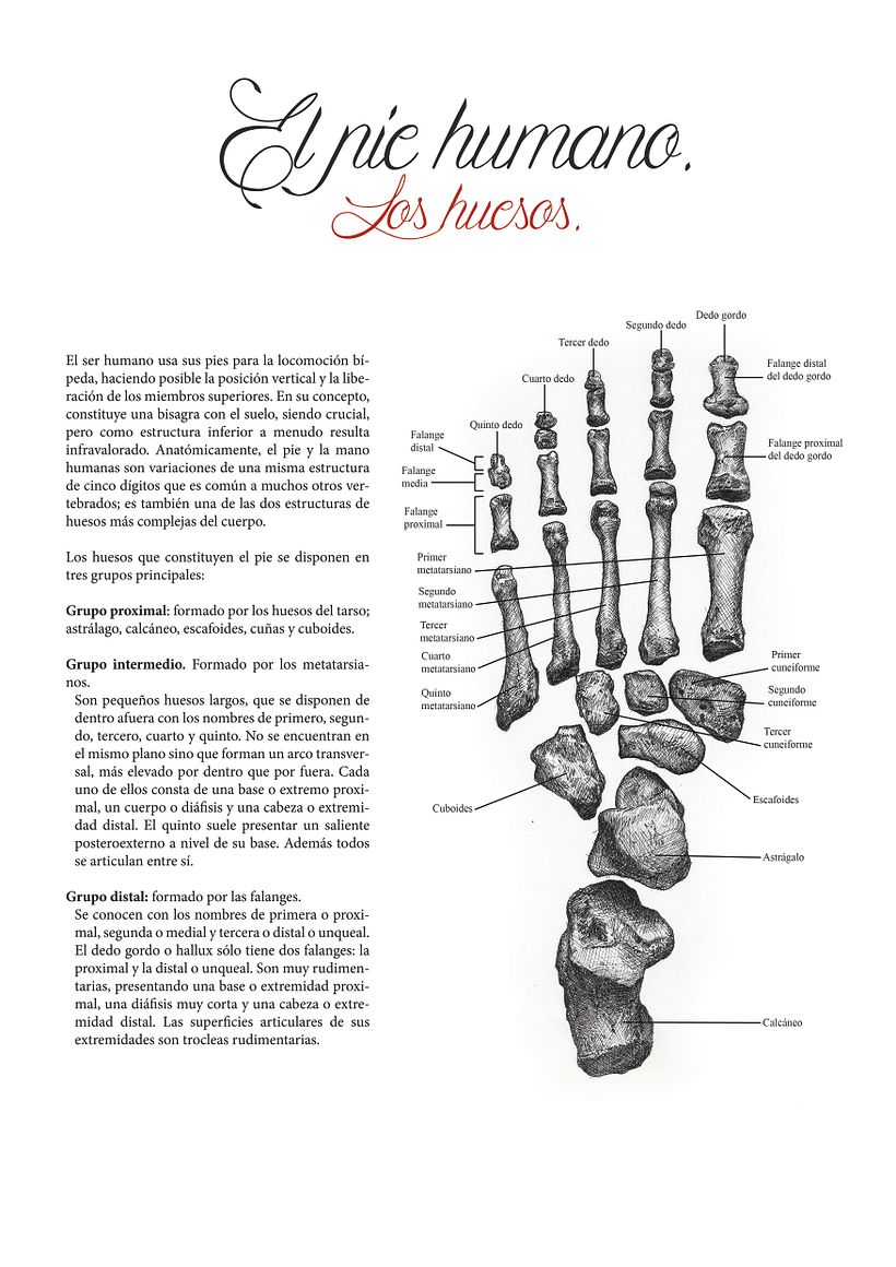 Ilustración científica 1 4