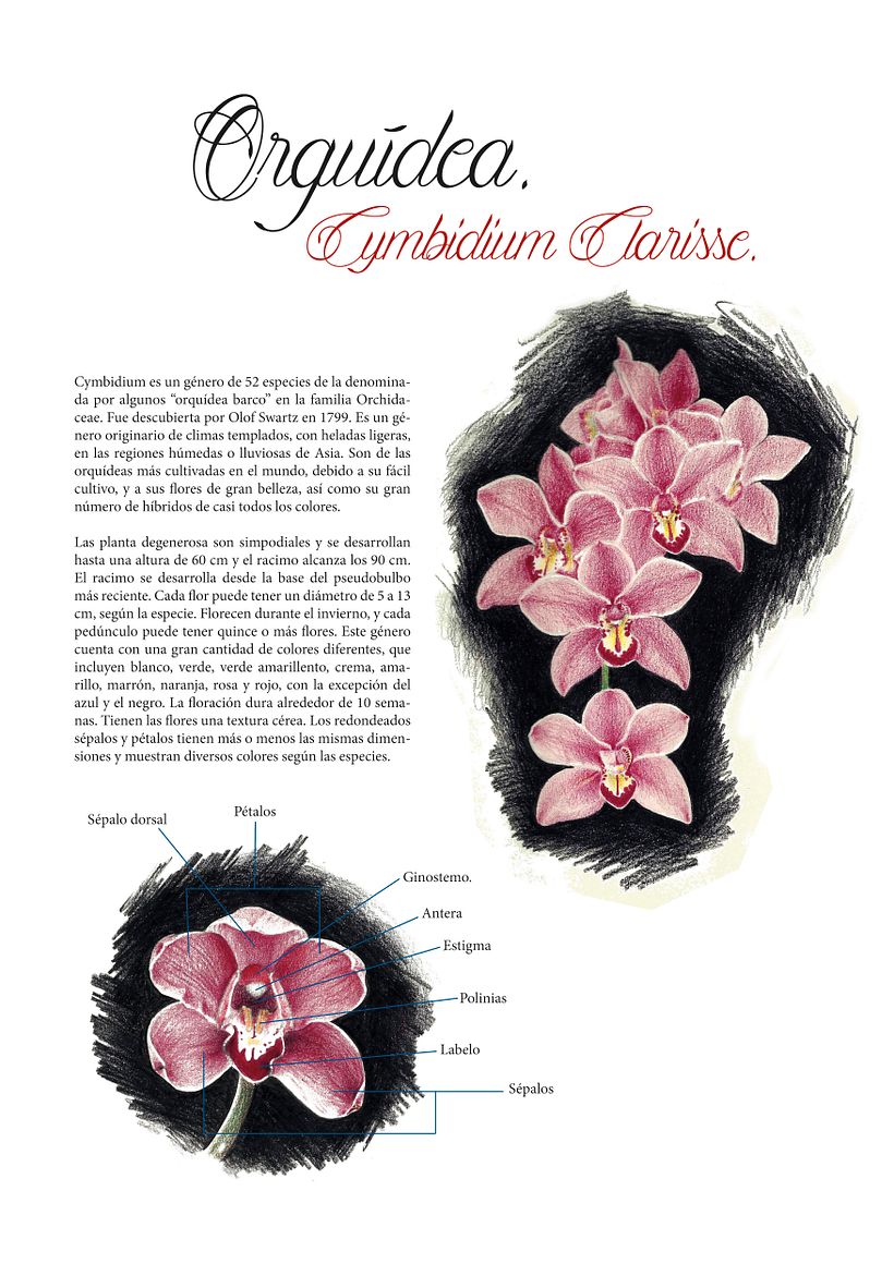 Ilustración científica 1 6