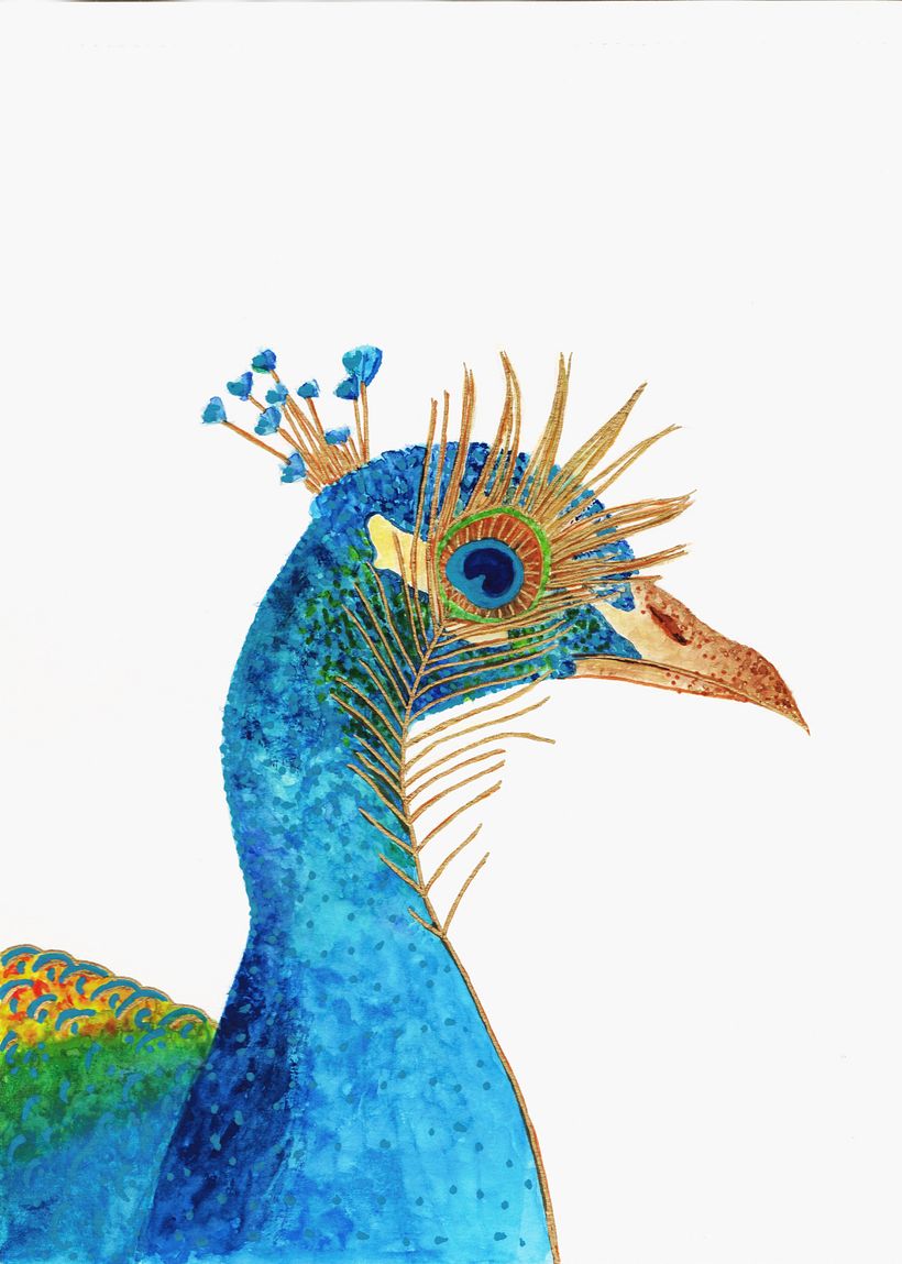 pavo real -1