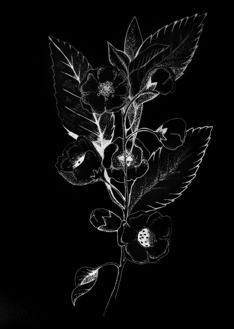 Flores 0