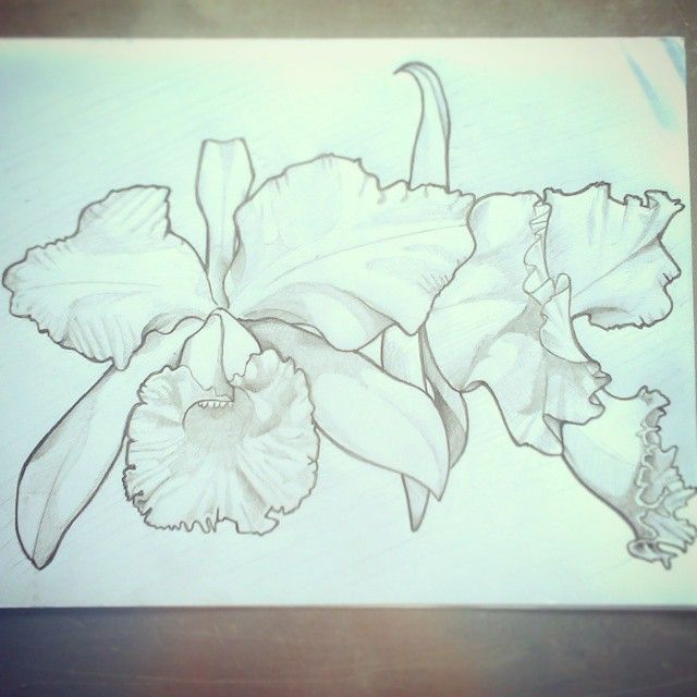 Ilustraciones 33
