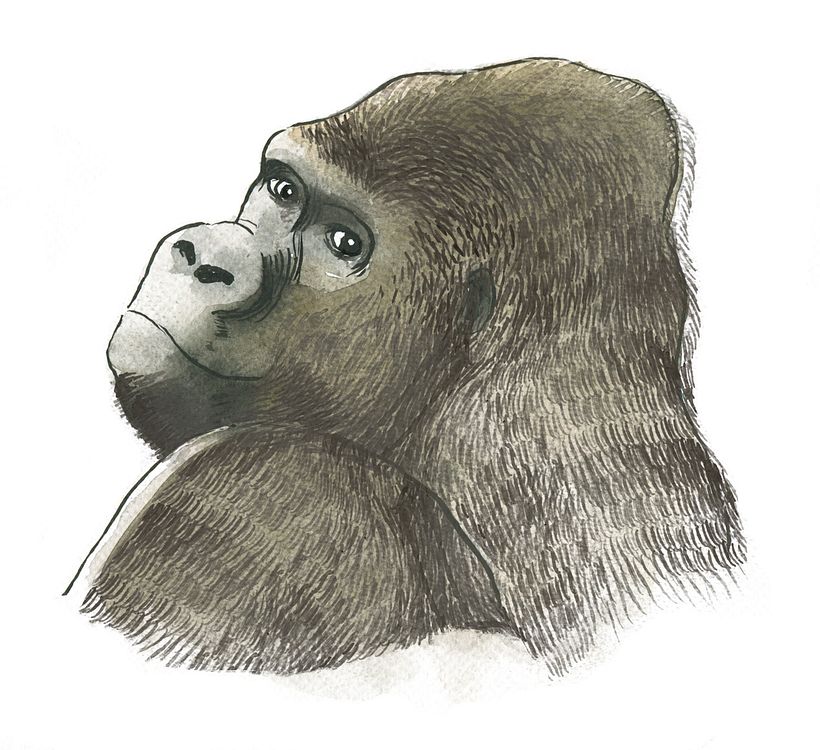 Álbum Ilustrado_Jane Goodall -1