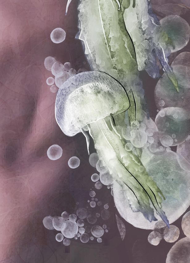 Medusas 2