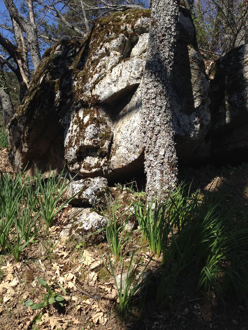 Pareidolia 1