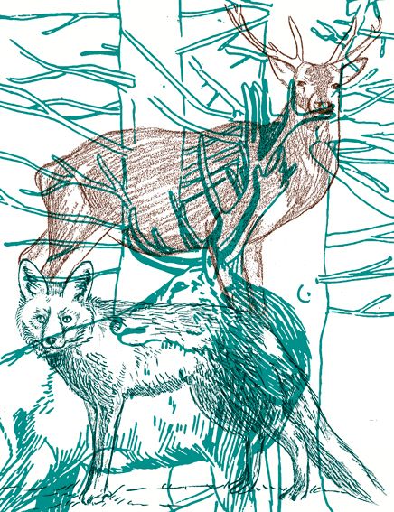 From the Nature (illustrations serie) 4