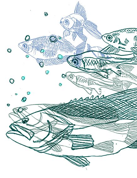 From the Nature (illustrations serie) 5