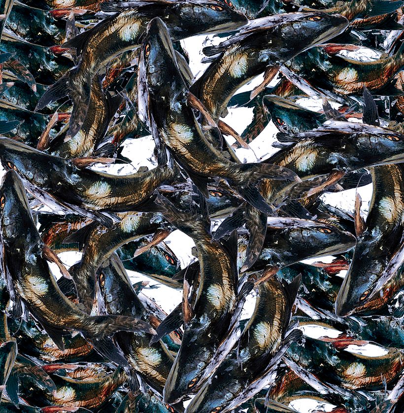 Peces/PATTERN 1