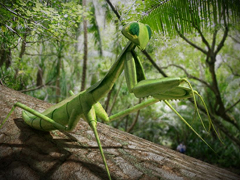 praying mantis - 3d model 1