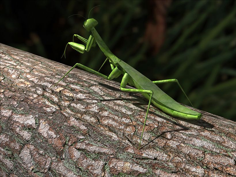 praying mantis - 3d model 1