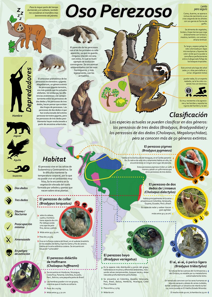 Megainfográfico OSO PEREZOSO  0