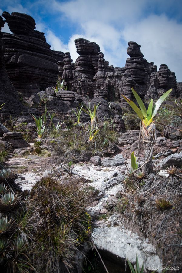 Roraima Tepuy, Venezuela. 7