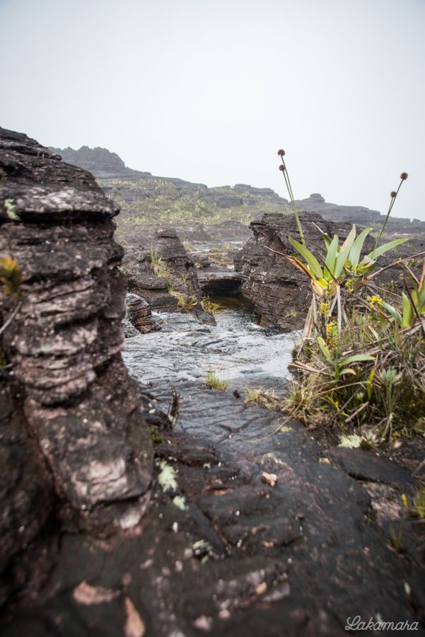 Roraima Tepuy, Venezuela. 8