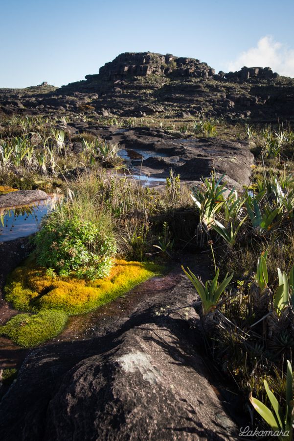 Roraima Tepuy, Venezuela. 6
