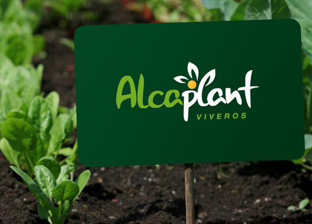 Alcaplant es un vivero ubicado en la provincia de Castellón y especializado en el cultivo y cuidado de cítricos: naranjos, limoneros, etc... 1