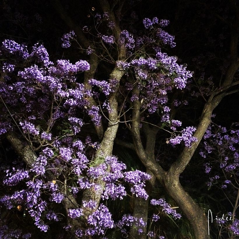 FOTOGRAFÍA: Me gusta capturar momentos, colores y la naturaleza.  0
