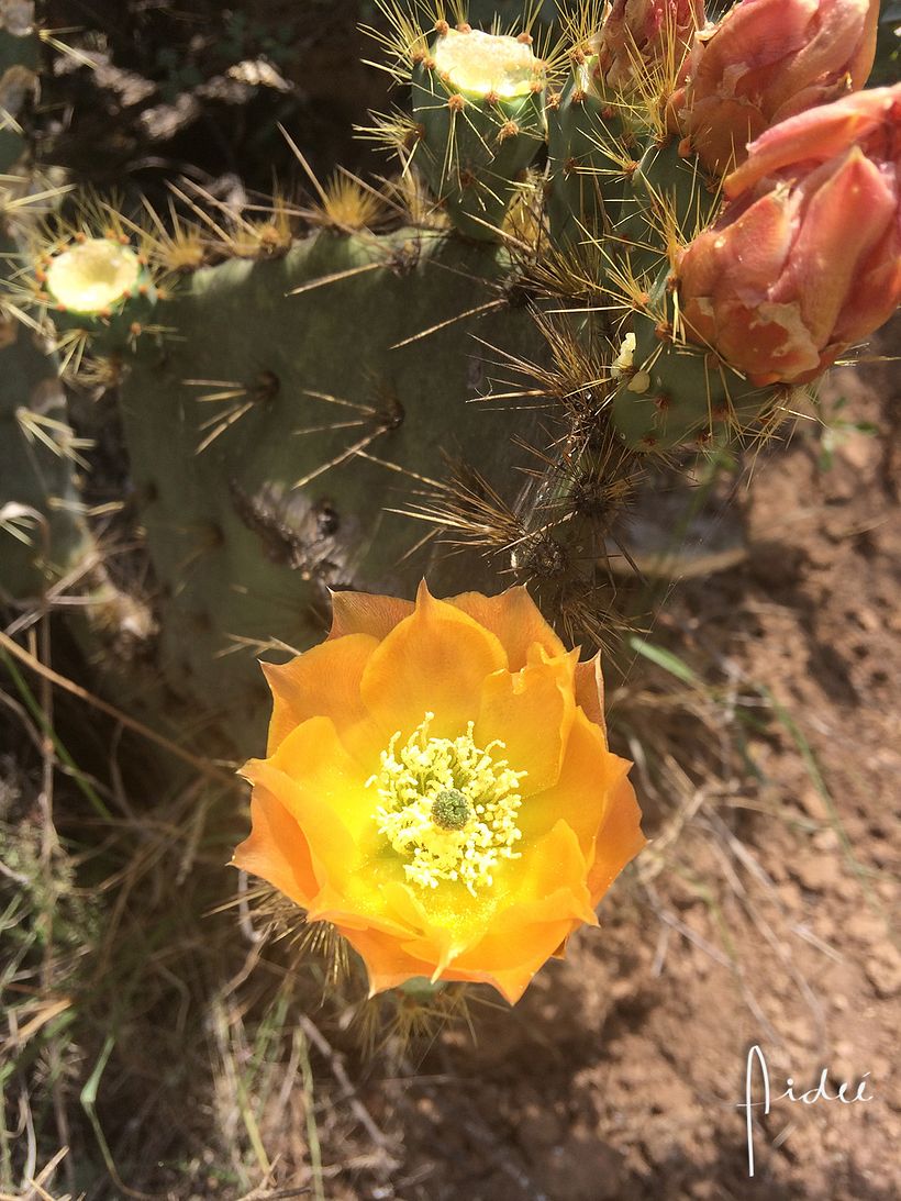 FOTOGRAFÍA 2 COLORES DE MÉXICO 0