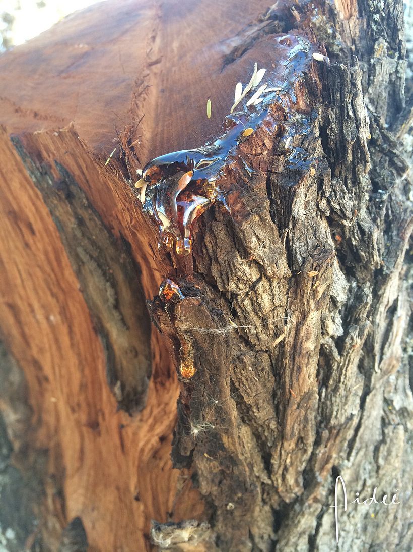 FOTOGRAFÍA 2 COLORES DE MÉXICO 1