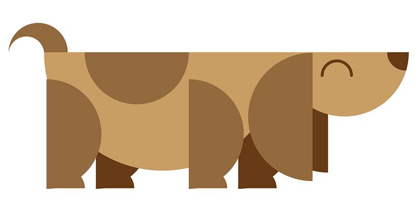 Animales 27