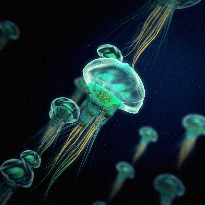 Morphika LAB - experiments - - Tradycyjna ilustracja