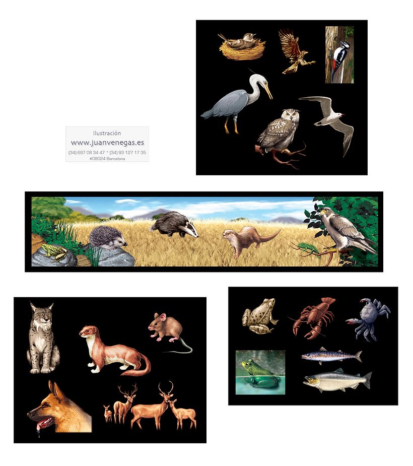 Ilustraciones: Editorial, Infantil y Packaging  -1