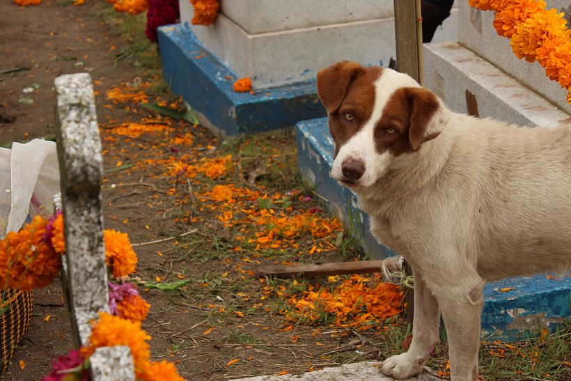Día de muertos 37