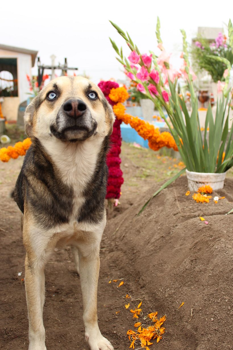 Día de muertos 38