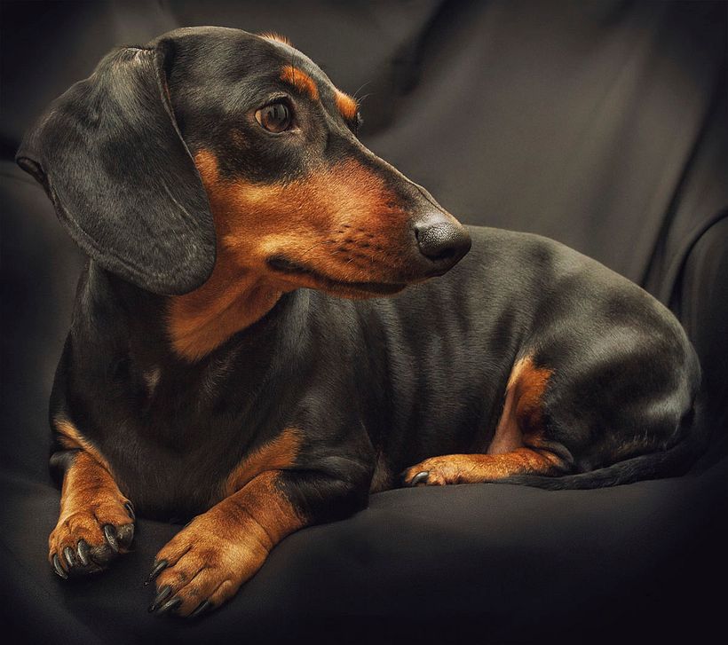 Low Poly Dachshund 3